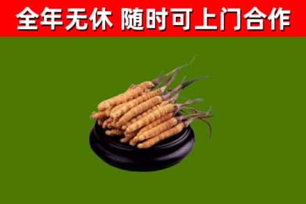 山阴烟酒回收冬虫夏草.jpg